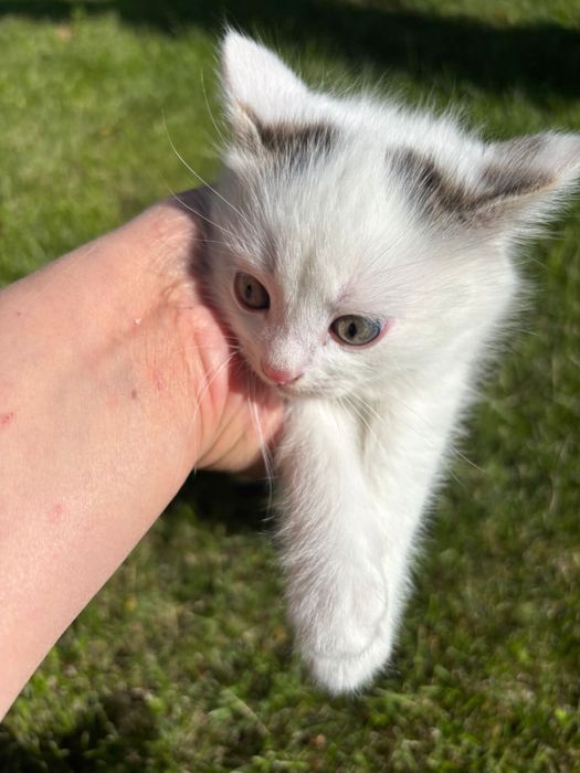 Котята-крысоловки