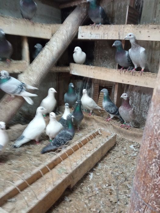 Porumbei de vânzare voiajori