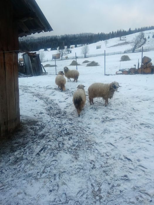 Vând 3 oi și un berbec