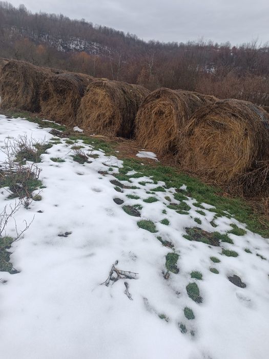 Baloți de vinzare 30 buc