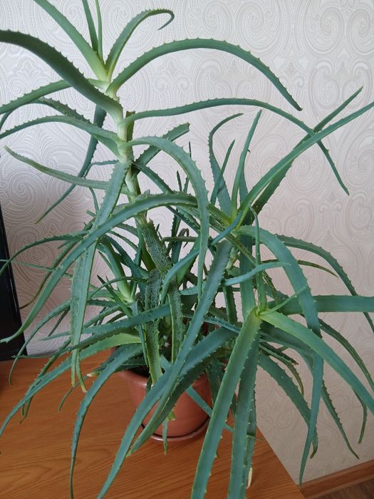 Лечебное древовидное алоэ