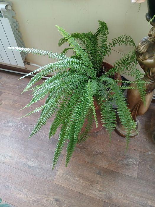 Продам комнатные цветы