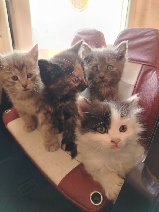 Кошки маленькие продаются