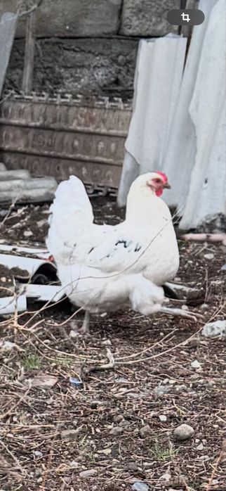 Яйцо Джерсийский гигант