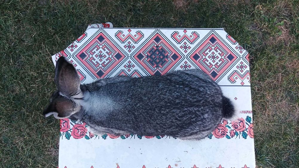 Masculi pui Chinchilla Mare