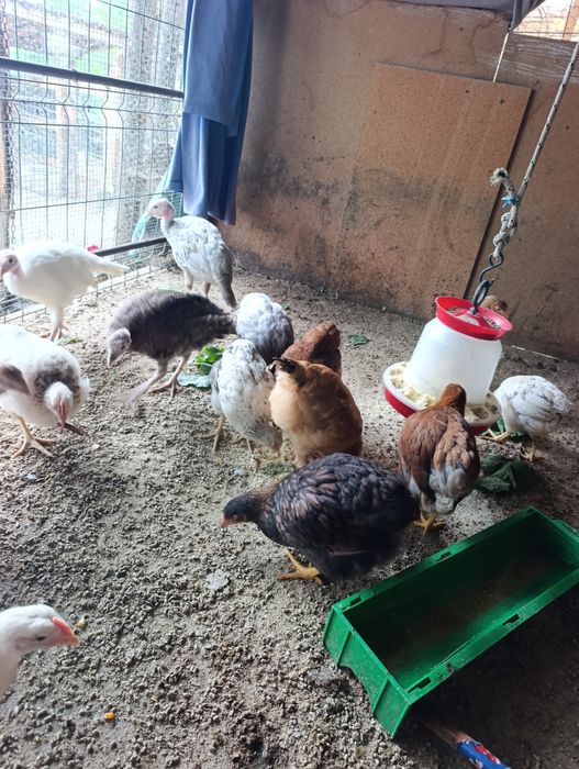 Puicuțe cu vârsta de 3 luni jumătate