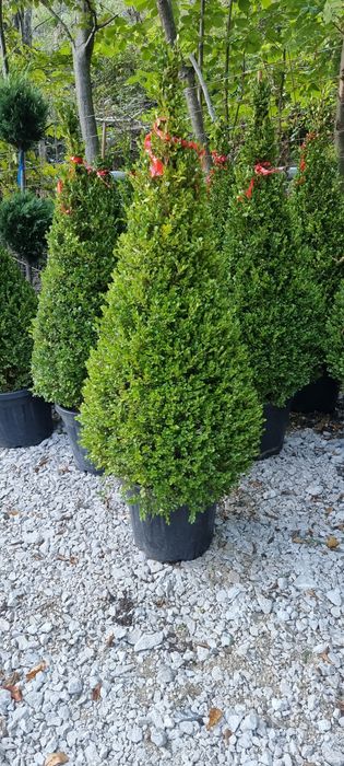 Tuia leylandi- prunus laucerasus ( laur englezesc) pin