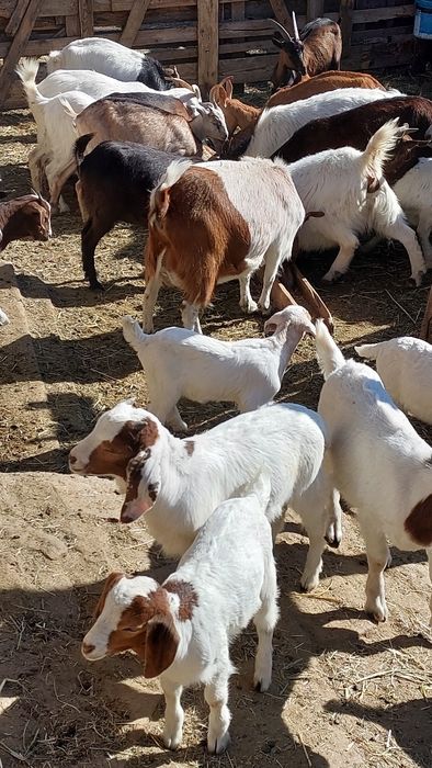 Capre,iezi,țapi rasă pura și metiși,boier,alpin,anglonubian