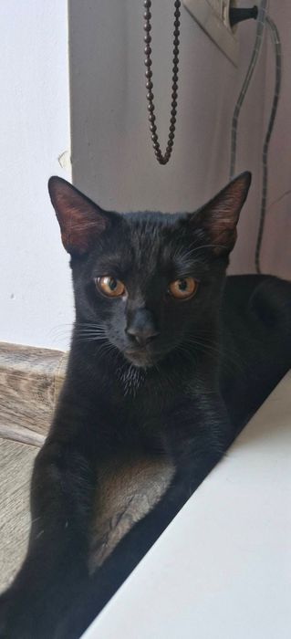 Adoptie Iris si Comos 2 pui de pisici negri