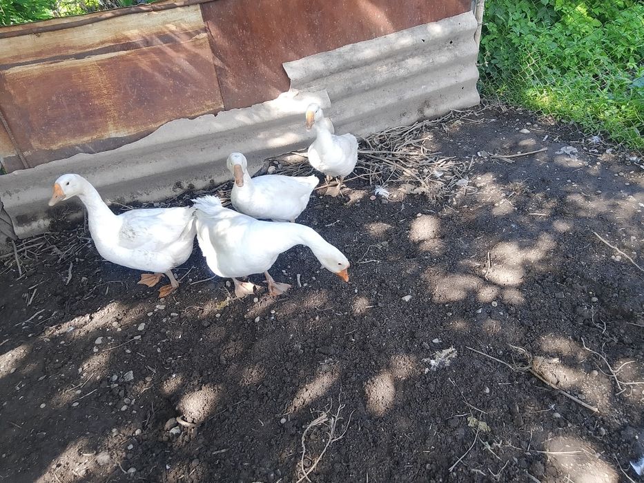 Гуси, линда, каз