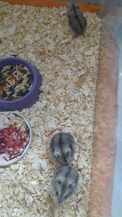 Хомячков джунгарских