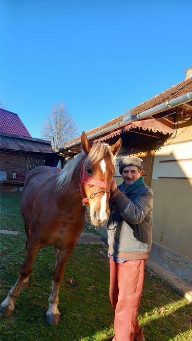 Vand iapa semi-murana de 1an si 7 luni