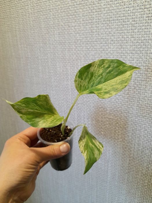 Продам Эпипремнум Марбл квин