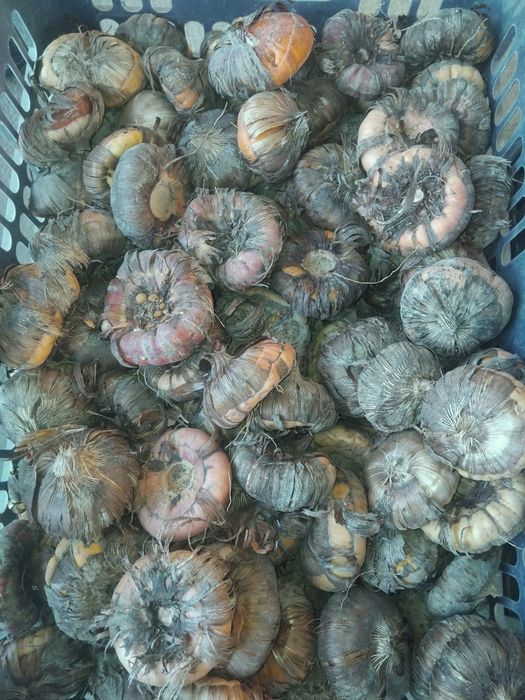 Гладиолус               .