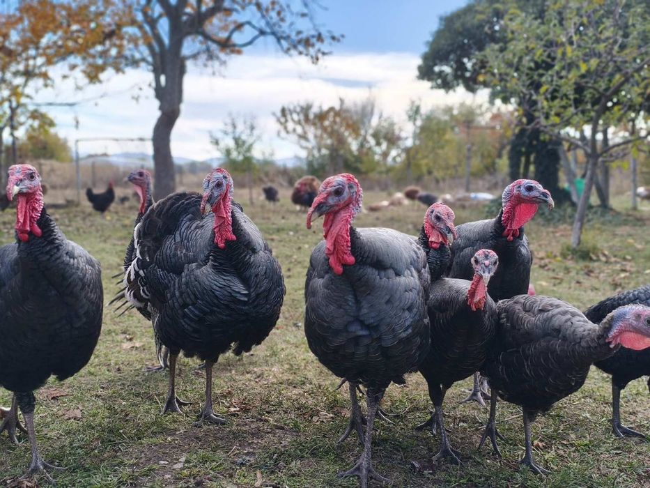 Продавам домашно гледани пуйки пуяци