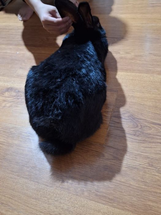 Домашний Қоян таза үйдің қояны