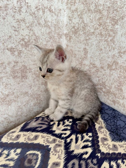 скотиш страйт мальчик серебристая шиншилла Чистокровный