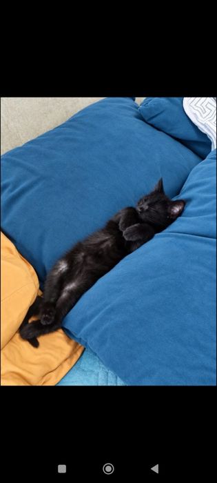 Котики бесплатно