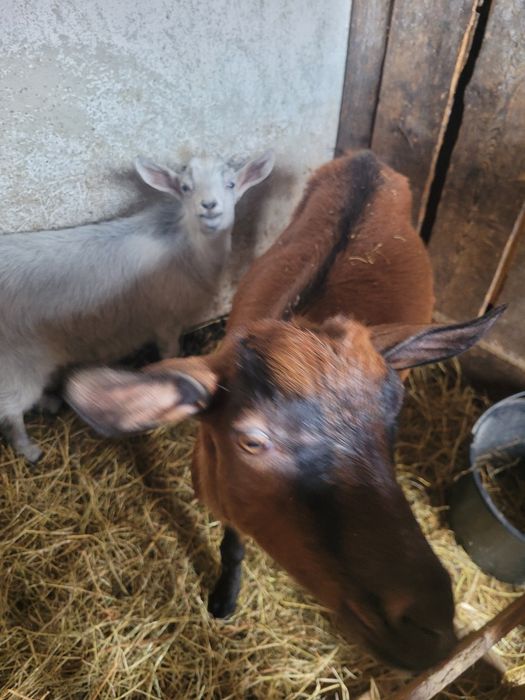 Vând capra alpin francez cu o iedita sau fără!