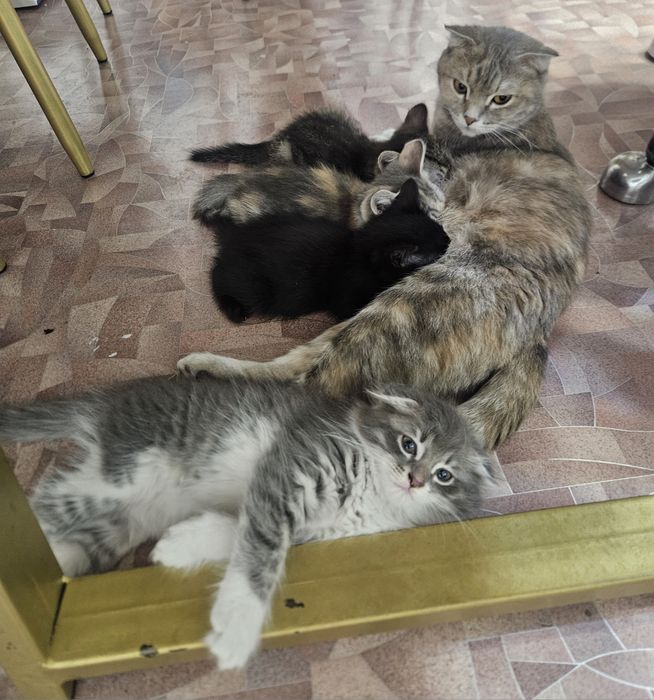 Котята в добрые руки