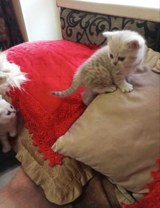 Очаровательные британские котята