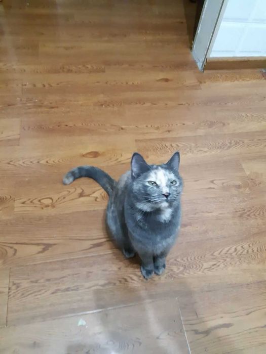 Бесплатно умные умеющие говорит и лечить кошки