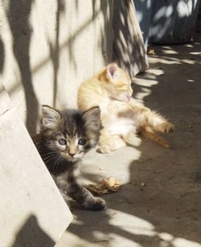 Котята г.Шу сибирская