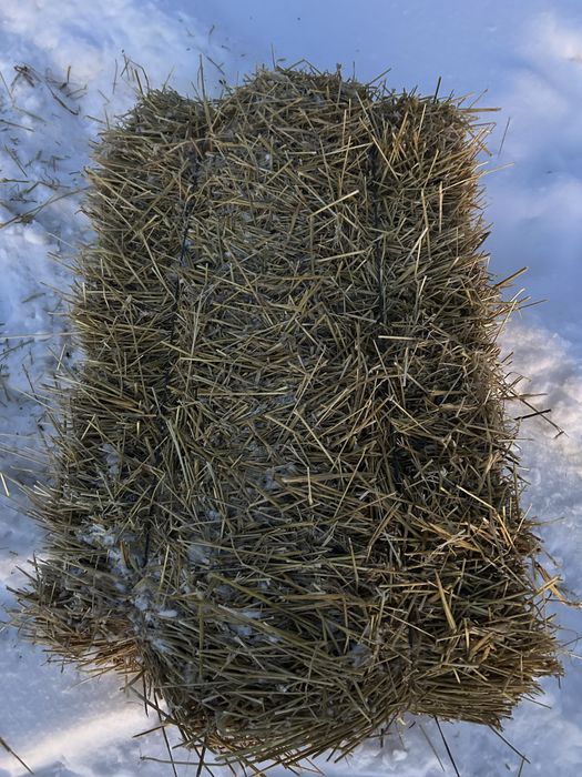 Салома ячменная.