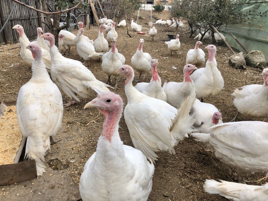 2025 - Curcani crescuți de la o zi, de tara