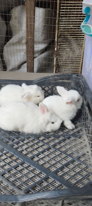Кролики декоративные