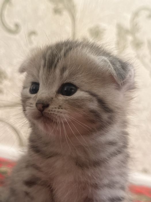 Шотланский котенок 2месяца