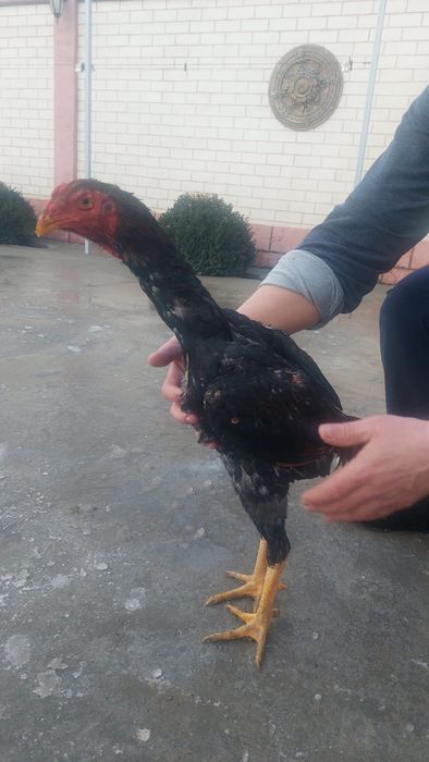 Брйцовый шожелер