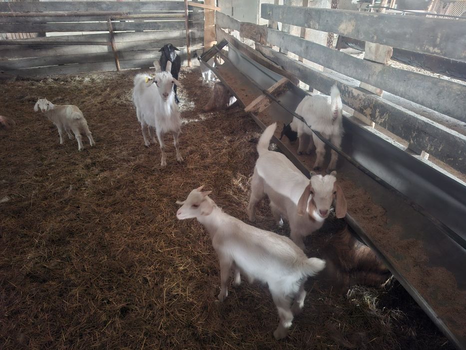 Продам 4 коз и 6 козлят