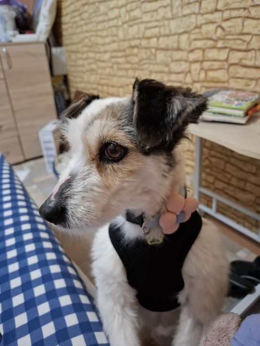 Бонита търси своите стопани