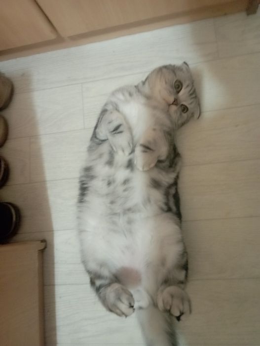Ищу кошку для вязки