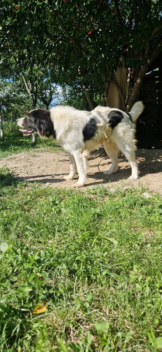 Ciobanesc de bucovina
