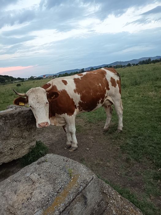 De vânzare vaca la a 2 fatare