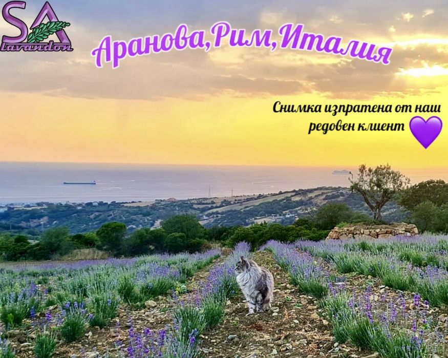 Разсад лавандула и лавандин ароматни растения от производител