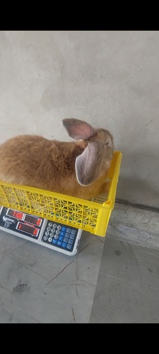 Кролики великаны Миксы