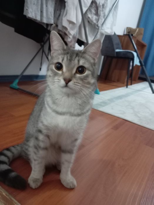 Домашняя кошечка