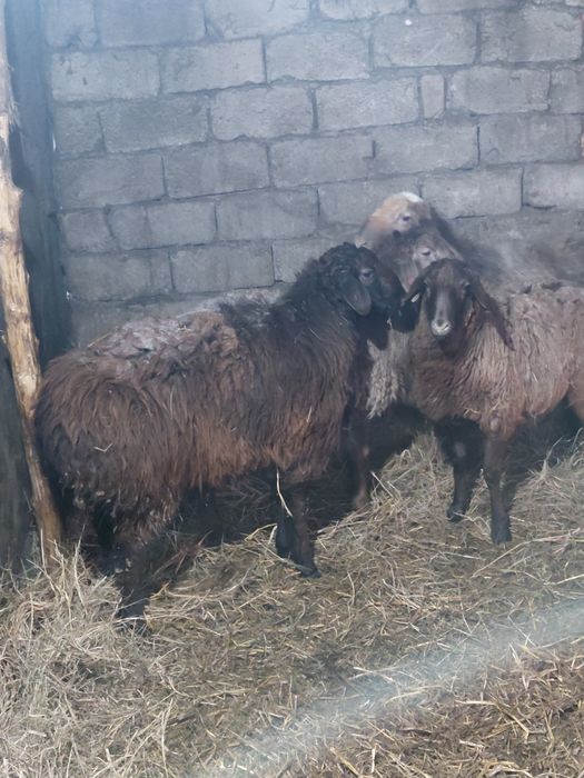 Қошқарлар сатылады.