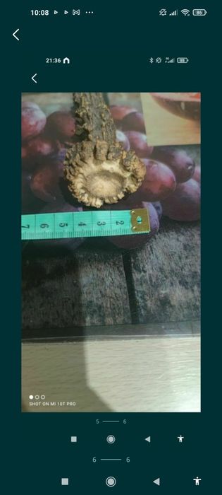 Corn cerb pentru cuțit , panoplie sau altele.