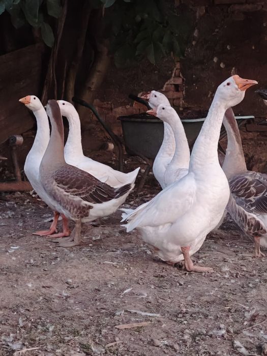 Gâște de vânzare Reghin