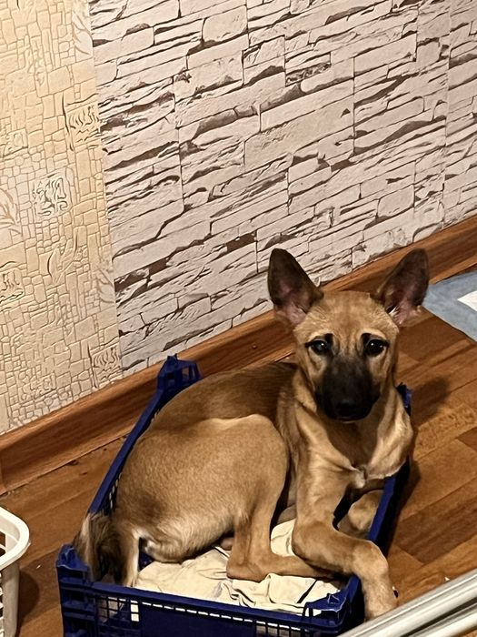 Щенята-задорные собачата