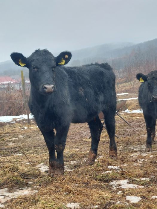 De vanzare  vitele angus