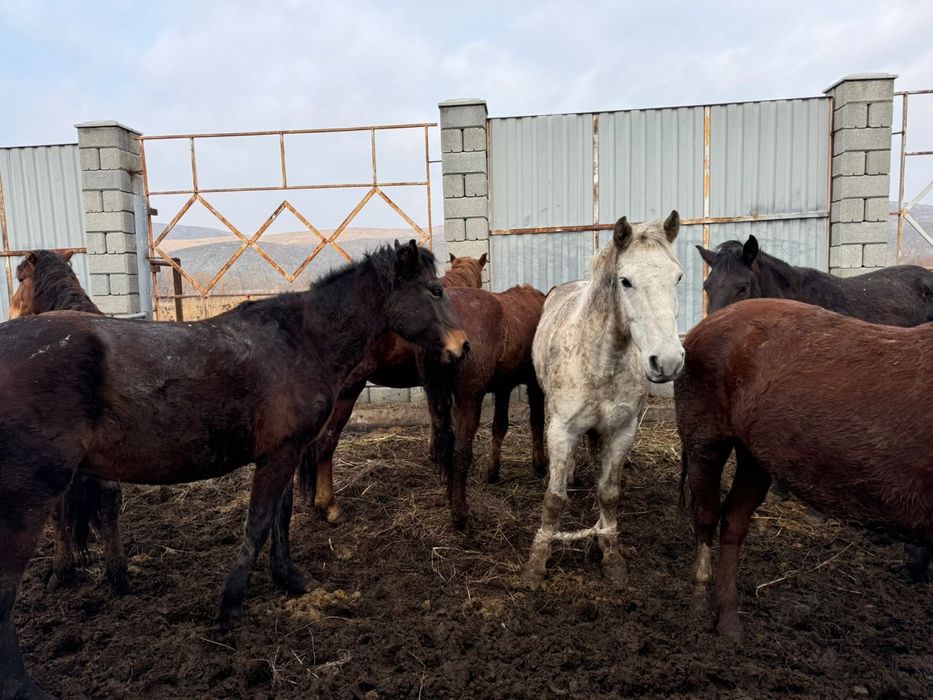 Продаются лошади