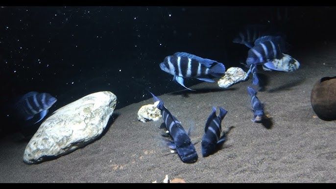 Продам франтозы моба блю заир