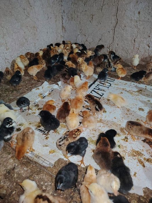 Damashni jòjalar sotiladi miqdori cheksiz dastafka boe