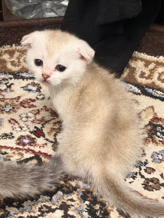 Котята скоттиш фолд. Мушукчалар