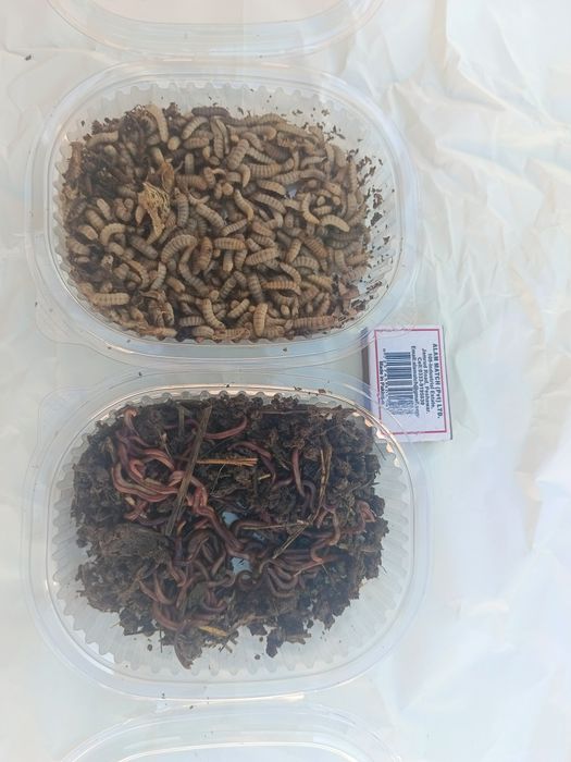 Опарыши черной львинки